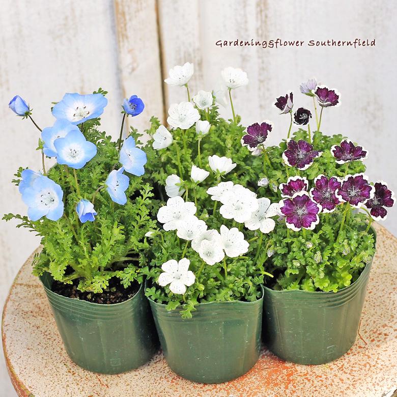 花苗 ネモフィラ ペニーブラック スノーストーム インシグニスブルー マクラータ 3号ポット かわいい 春の花 育てやすい 2苗セット Na 252 サザンフィールド Gardeningshop 通販 Yahoo ショッピング