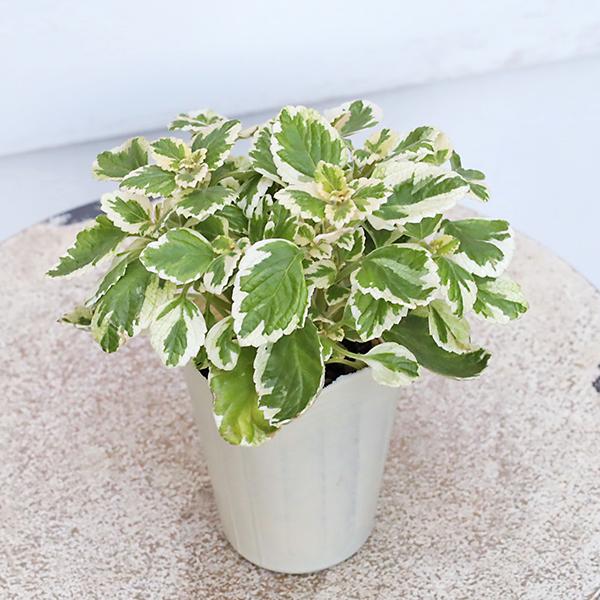 麦茶様　ご確認用　アロマテカス抜き苗 麦茶様 ご確認用 アロマテカス抜き苗 麦茶様 ご確認用 アロマテカス抜き苗