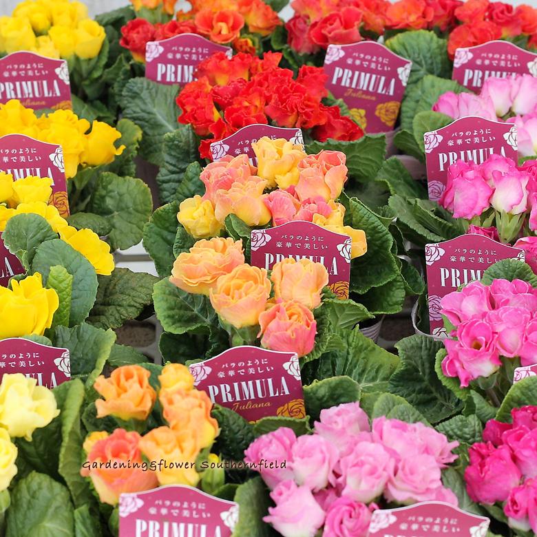 季節のおすすめ商品 花苗 プリムラ ジュリアン キャンディーブライト 3 5号ポット 春の花 かわいい よく咲く
