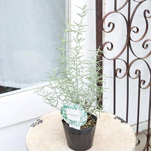 常緑苗木 ミントブッシュ シルバーリーフ 3号 常緑低木 カラーリーフ