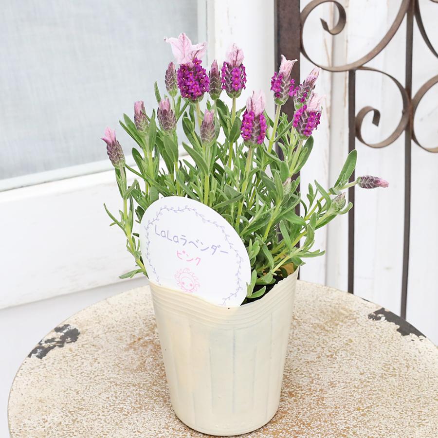 値下げセール 花苗 フレンチラベンダー LaLaラベンダー ピンク