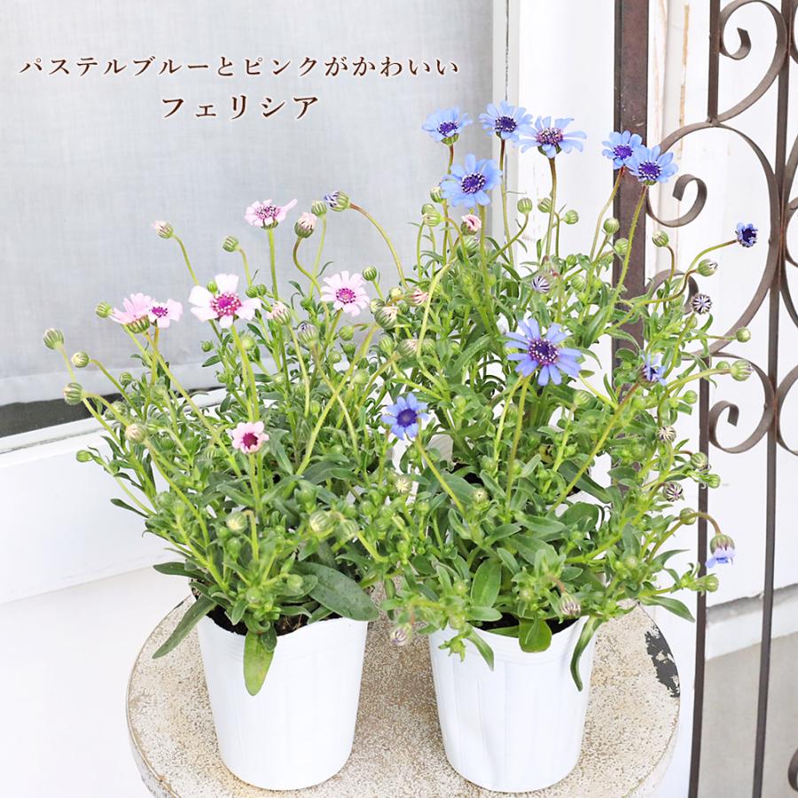 ハンドメイド　スリーピングベビー　紫陽花ブルー 花苗 フェリシア スプリングメルヘン ブルー ピンク 3号 ブルー