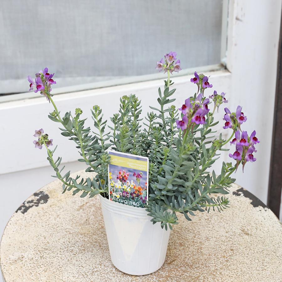 リナリア 紫の花鉢 花苗 宿根 リナリア エルギネア ネオンライツ 2.5号 多年草 四季咲き