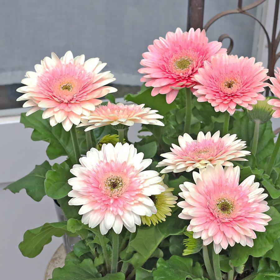 ミルク　ガーベラ3種おまとめ買い 花苗 ガーベラ ジョイベラ ミルクシェイク 3.5号 多年草 四季咲き