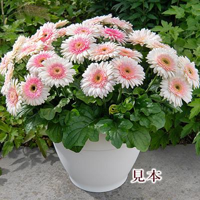 花苗 ガーベラ ジョイベラ ミルクシェイク 3.5号 多年草 四季咲き