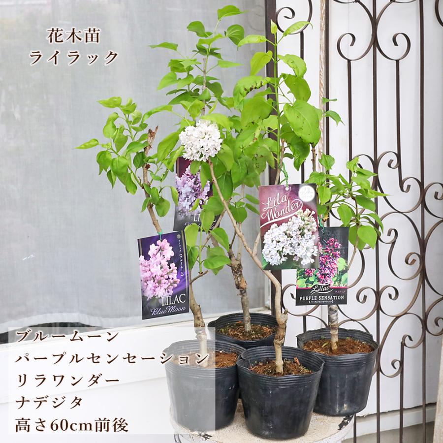 苗 センセーション ライラック ライラック苗　確認用 販売 花ひろばオンライン By 苗木部 落葉樹