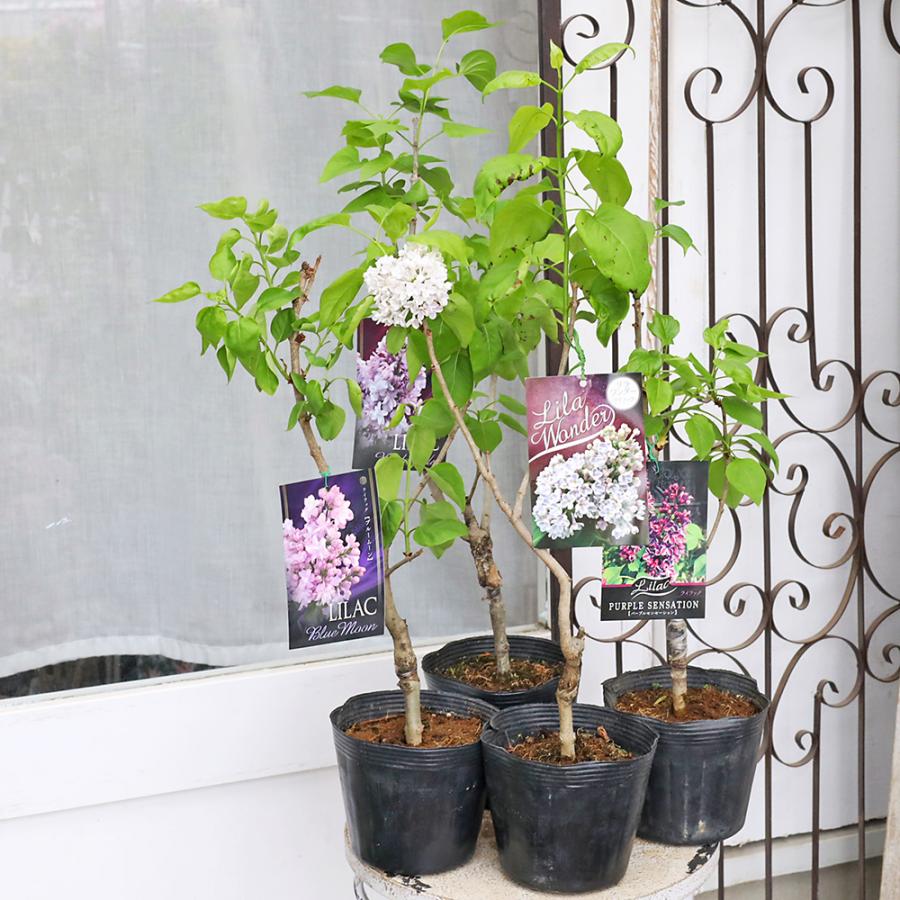宿根【八重咲き・花芽付】ライラック『ブルームーン』１鉢【芳香】ポット苗　発送♪ 花木苗 ライラック ブルームーン パープルセンセーション リラワンダー