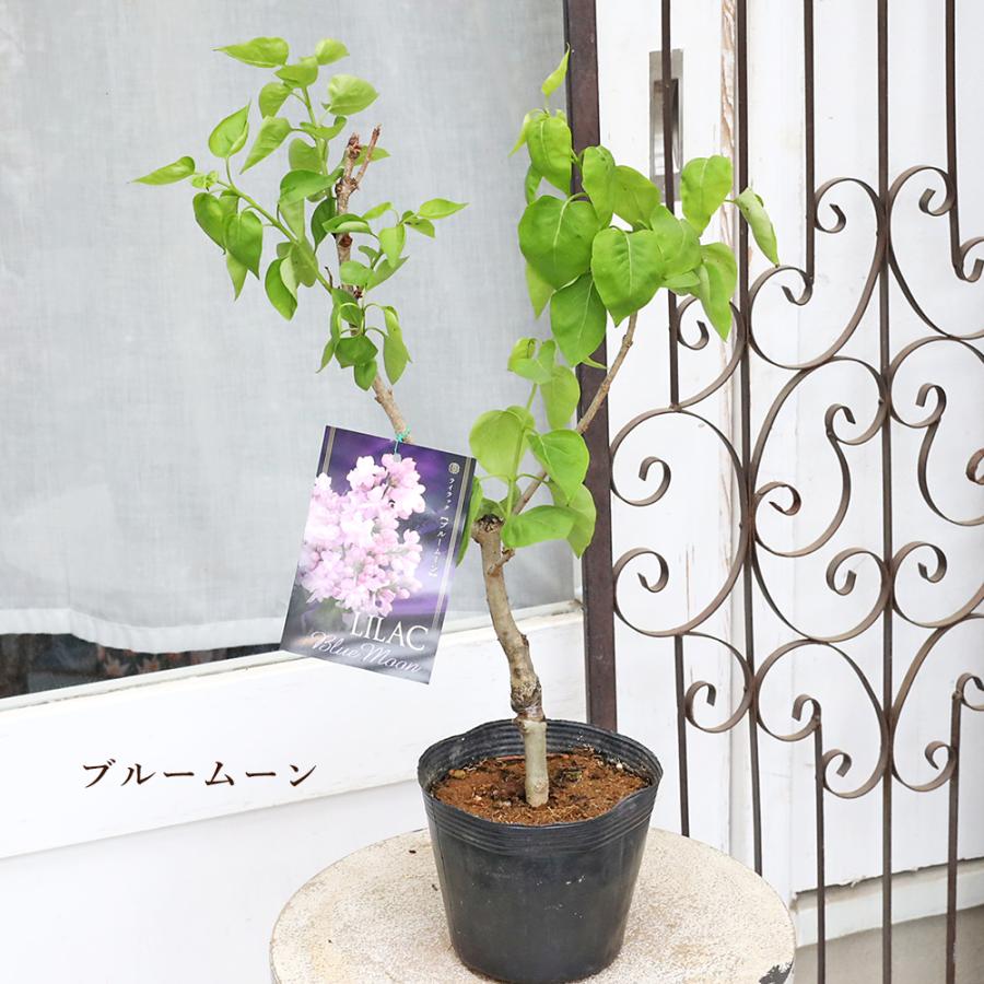 花木苗 ライラック ブルームーン パープルセンセーション リラワンダー