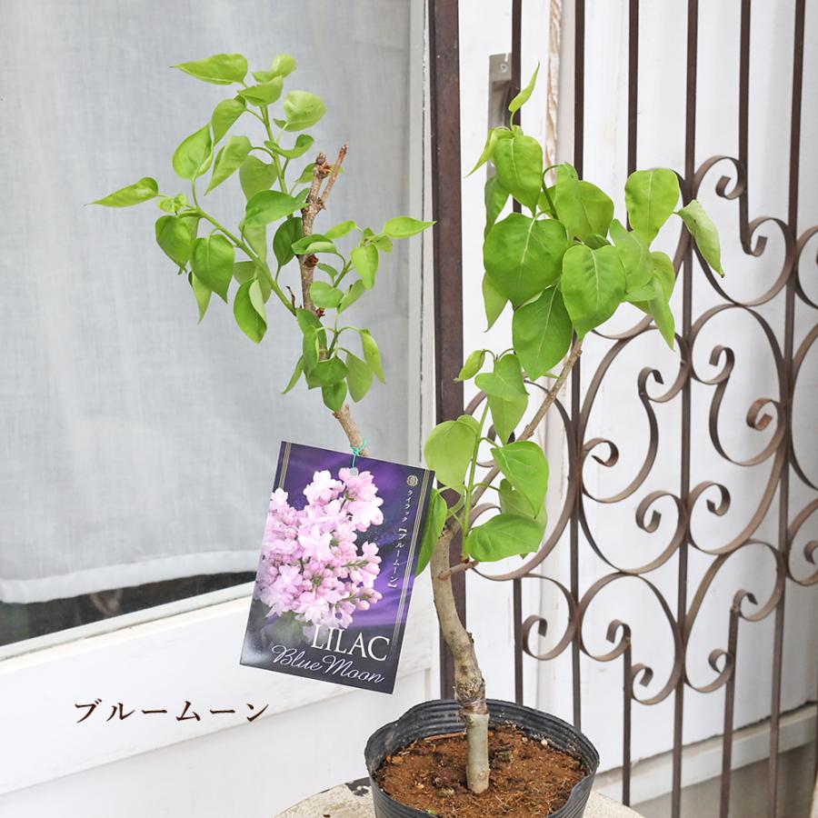 花木苗 ライラック ブルームーン パープルセンセーション リラワンダー