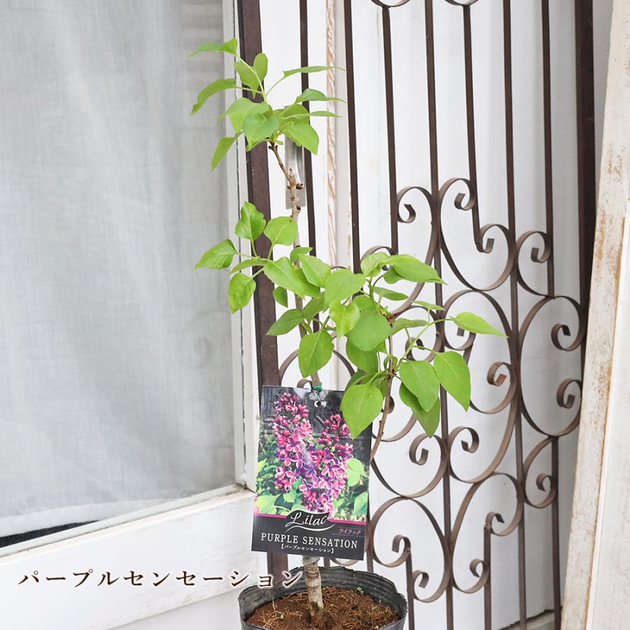 花木苗 ライラック ブルームーン パープルセンセーション リラワンダー