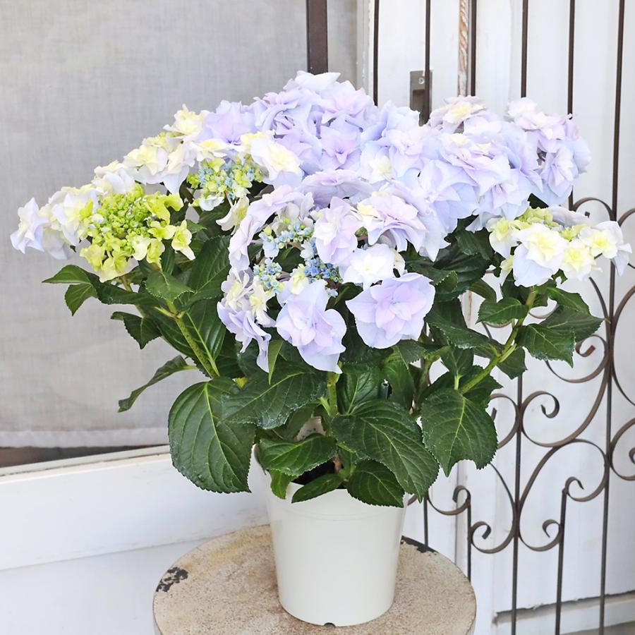 【中古】 あじさいの咲く家 値下げSALE 鉢花 八重咲き アジサイ 雷音 らいおん 5号 ブルー 毎年