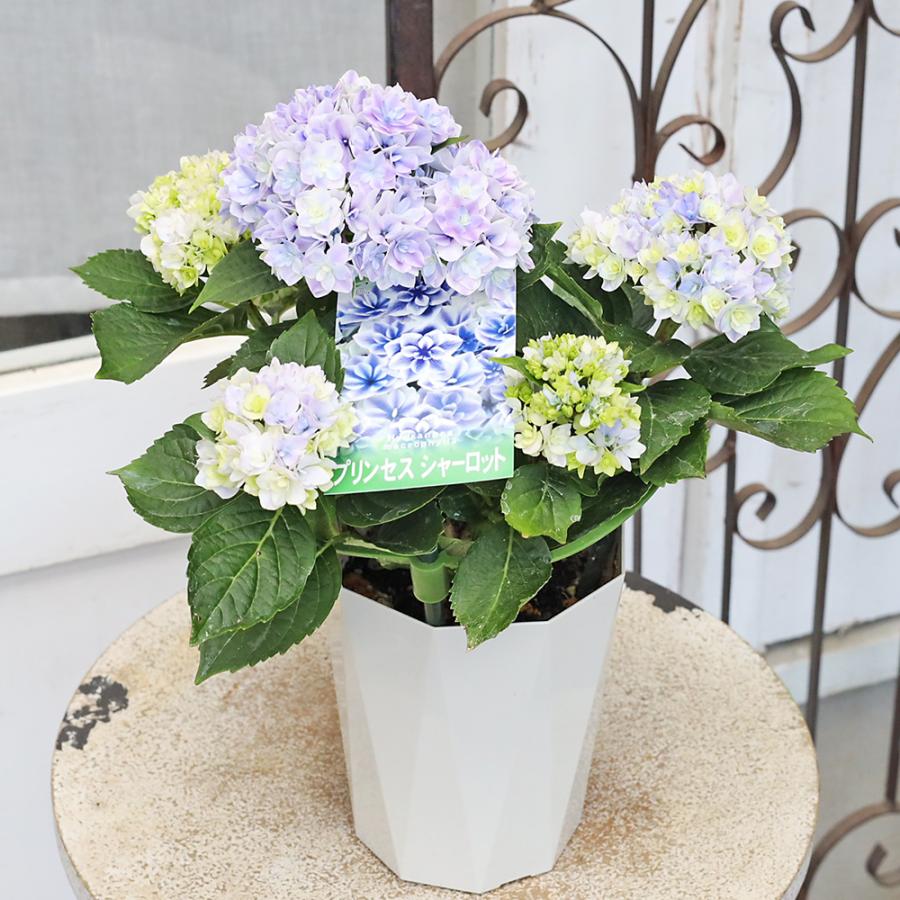 鉢花 アジサイ プリンセスシャーロット ブルー 4号 八重咲き あじさい