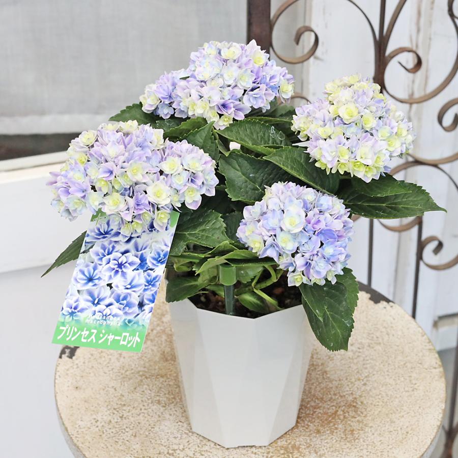 鉢花 アジサイ プリンセスシャーロット ブルー 4号 八重咲き あじさい