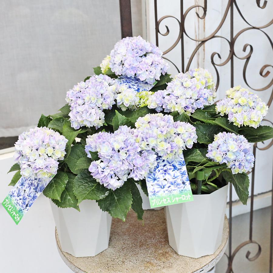 鉢花 アジサイ プリンセスシャーロット ブルー 4号 八重咲き あじさい