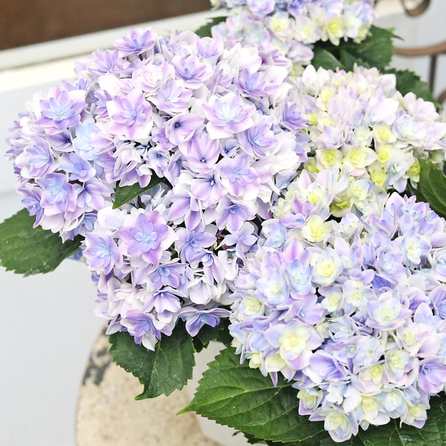 鉢花 アジサイ プリンセスシャーロット ブルー 4号 八重咲き あじさい
