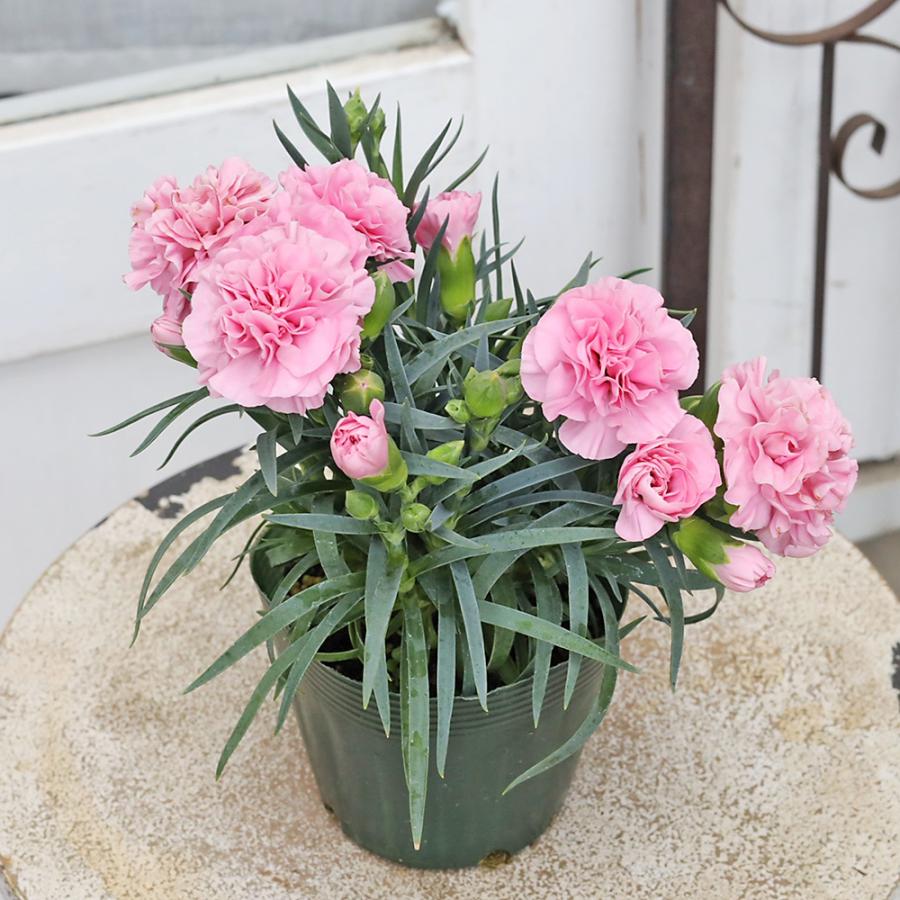 値下げセール 花苗 カーネーション ラベンダー 3.5号 多年草 四季咲き 