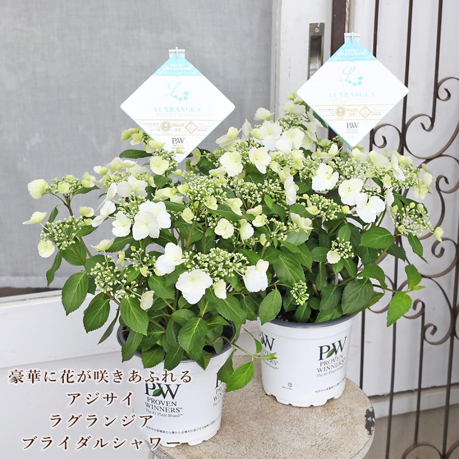 アジサイ　ラグランジアン　ブライダルシャワー　鉢　４０×４０ 鉢花 PW アジサイ ラグランジア ブライダルシャワー 5号 あじさい
