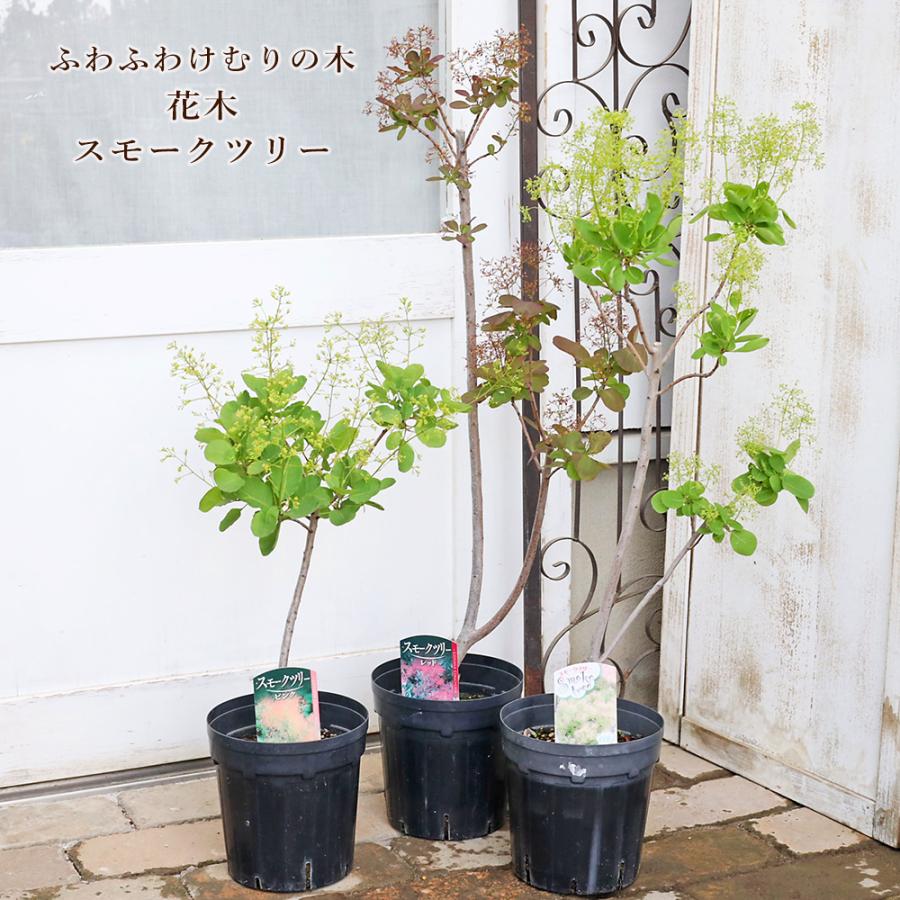 スモークツリー マロンレッド 接木苗6号鉢 高さ90cm 花付き見込み 現品販売 花木苗 スモークツリー ホワイト ピンク レッド 6号 高さ60〜80cm