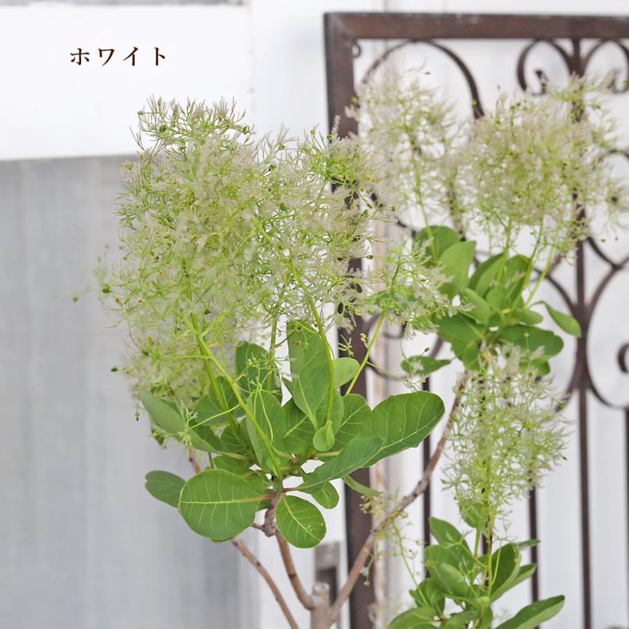 スモークツリー マロンレッド 接木苗6号鉢 高さ90cm 花付き見込み 現品販売 花木苗 スモークツリー ホワイト ピンク レッド 6号 高さ60〜80cm
