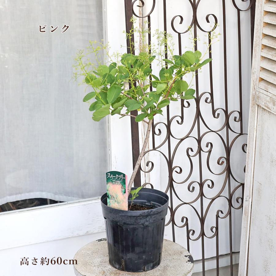 花木苗 スモークツリー ホワイト ピンク レッド 6号 高さ60〜80cm