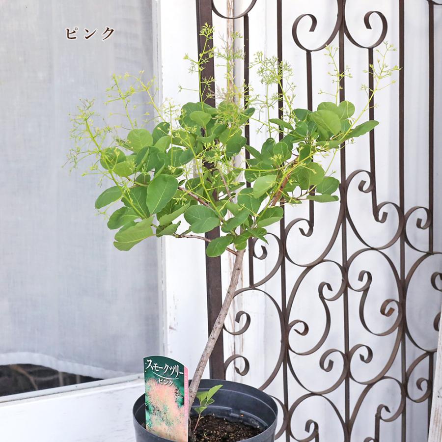 値下げセール 花木苗 スモークツリー ホワイト ピンク レッド 6号 高さ