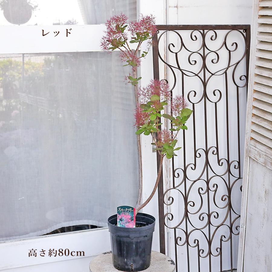 値下げセール 花木苗 スモークツリー ホワイト ピンク レッド 6号 高さ