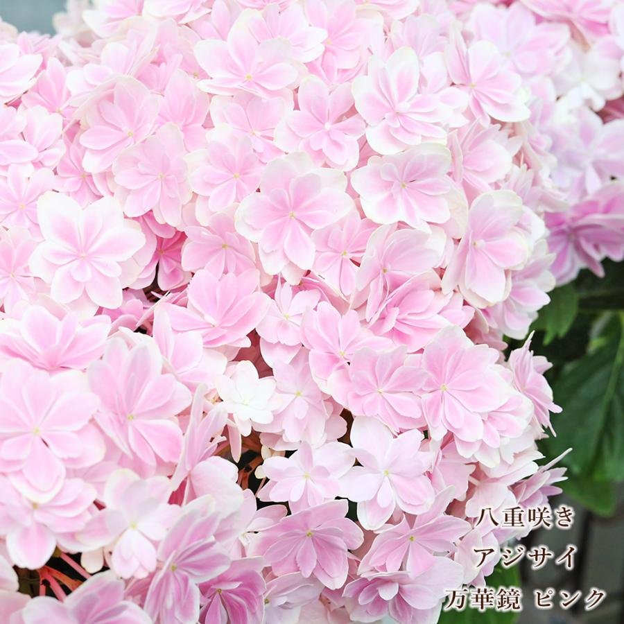 鉢花 アジサイ 万華鏡 ピンク 5号 八重咲き 紫陽花 毎年咲く