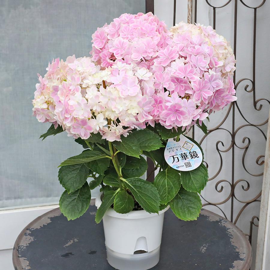 鉢花 アジサイ 万華鏡 ピンク 5号 八重咲き 紫陽花 毎年咲く