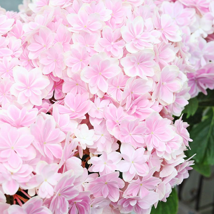 鉢花 アジサイ 万華鏡 ピンク 5号 八重咲き 紫陽花 毎年咲く