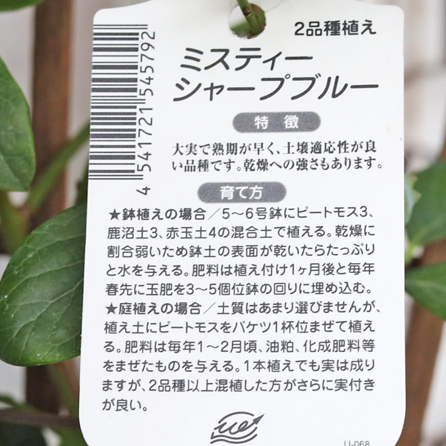 現品販売 果樹苗木 ブルーベリー 実付き ミスティ&シャープブルー 2本