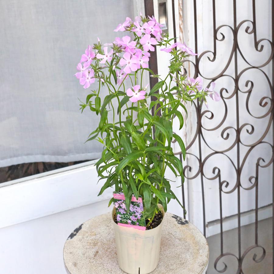値引きセール 花苗 宿根草 フロックス ピロサ 3.5号 耐寒性 多年草