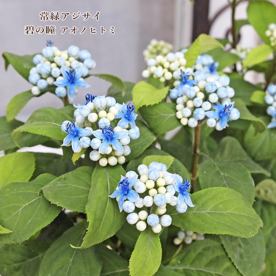 値下げセール 鉢花 常緑 アジサイ 碧の瞳 アオノヒトミ 4号 常山