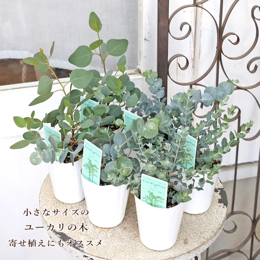ユーカリ3種類　リーフシャワー 常緑苗木 ユーカリ 2.5号 庭木 コンパクト 寄せ植え カラーリーフ