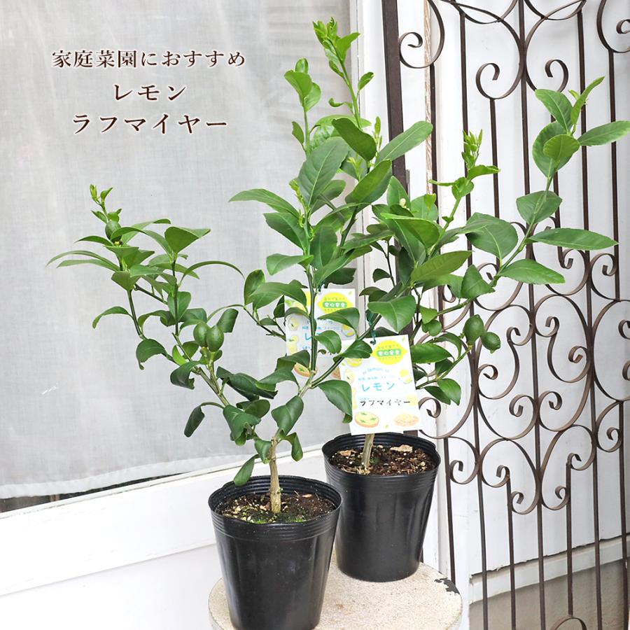 果樹苗木 実付き レモン ラフマイヤー 5号 H60cm 家庭栽培 1本で実が