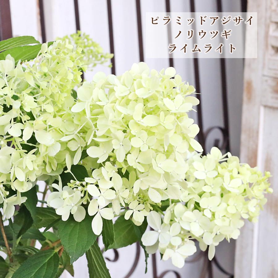 花木苗 ピラミッドアジサイ ノリウツギ ライムライト 花芽付き 6号