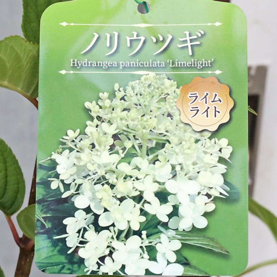 花木苗 ピラミッドアジサイ ノリウツギ ライムライト 花芽付き 6号