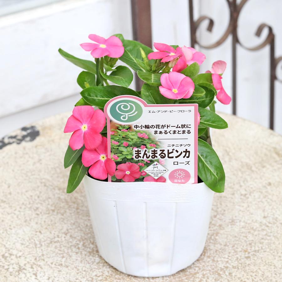花苗 まんまるビンカ ニチニチソウ 3.5号 コンパクト 夏の花 かわいい