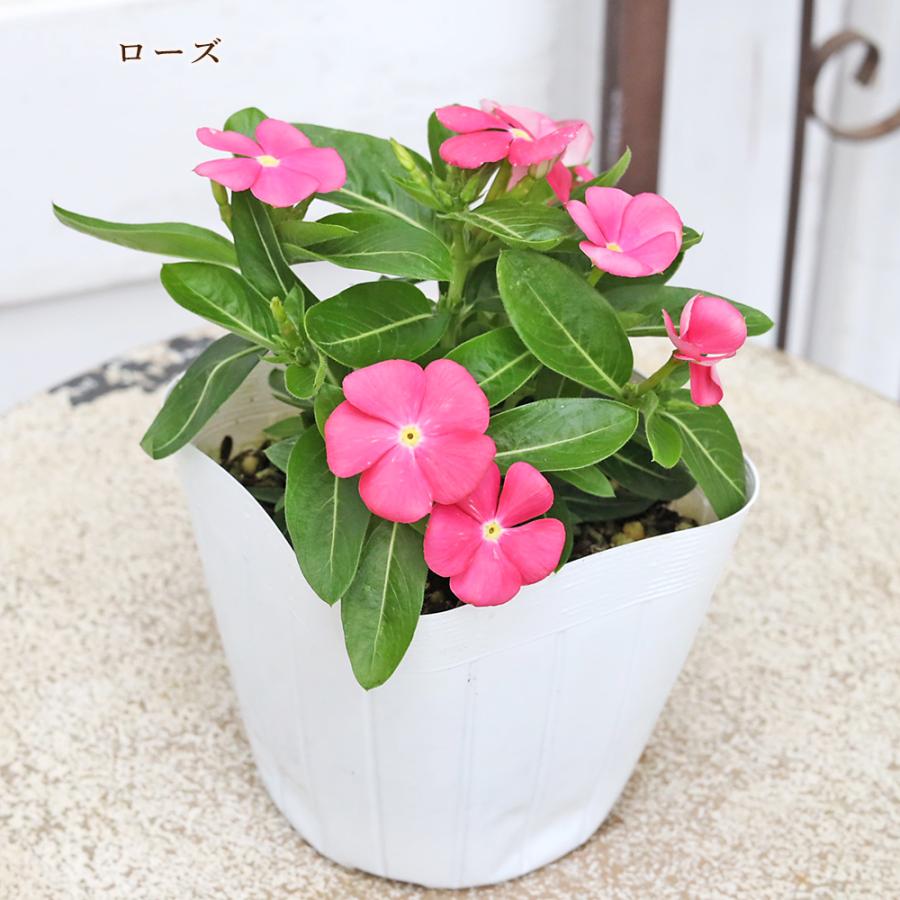 まん丸花ぶた 花苗 まんまるビンカ ニチニチソウ 3.5号 コンパクト 夏の花 かわいい