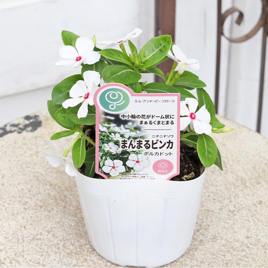 花苗 まんまるビンカ ニチニチソウ 3.5号 コンパクト 夏の花 かわいい