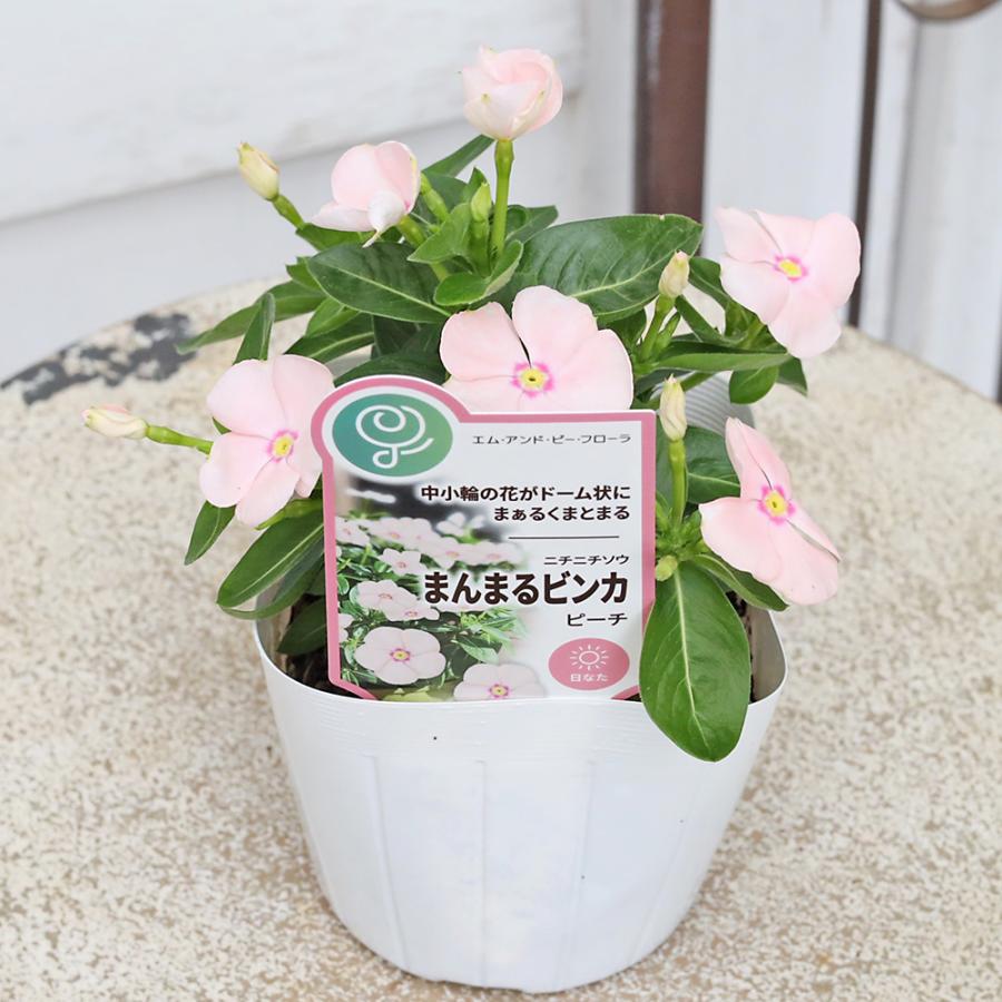 花苗 まんまるビンカ ニチニチソウ 3.5号 コンパクト 夏の花 かわいい