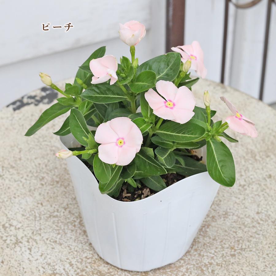 花苗 まんまるビンカ ニチニチソウ 3.5号 コンパクト 夏の花 かわいい