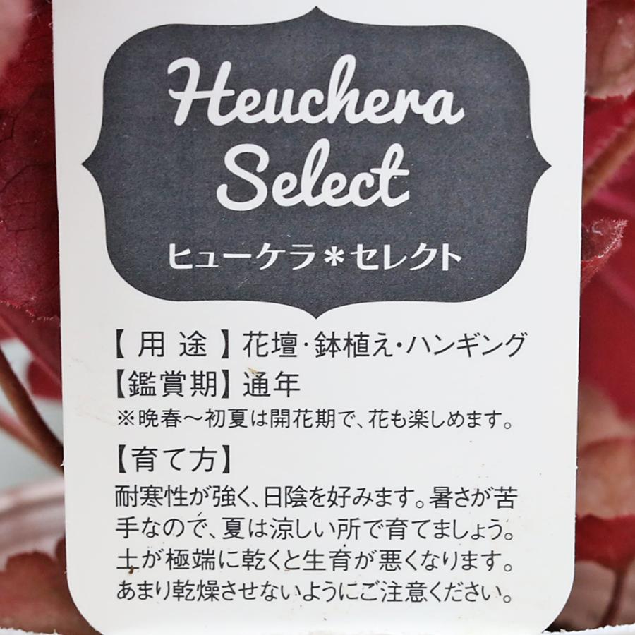 草花苗 ヒューケラ 3号 ツボサンゴ 多年草 シェードガーデン カラー