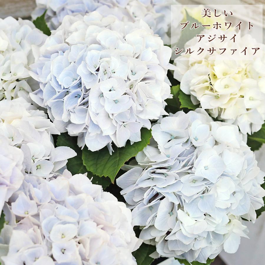 鉢花 アジサイ シルクサファイア 4号 ブルー ホワイト あじさい 紫陽花