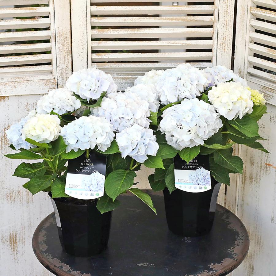 鉢花 アジサイ シルクサファイア 4号 ブルー ホワイト あじさい 紫陽花