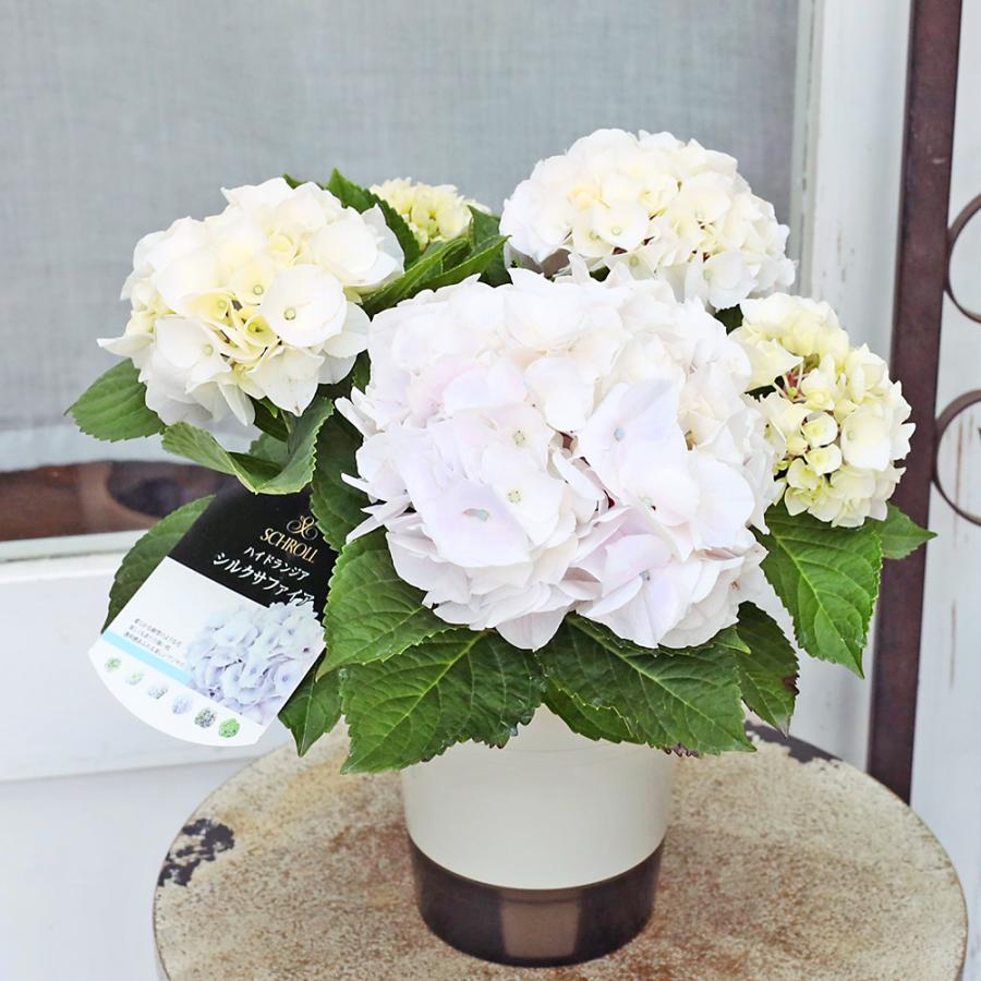 鉢花 アジサイ シルクサファイア 4号 ブルー ホワイト あじさい 紫陽花