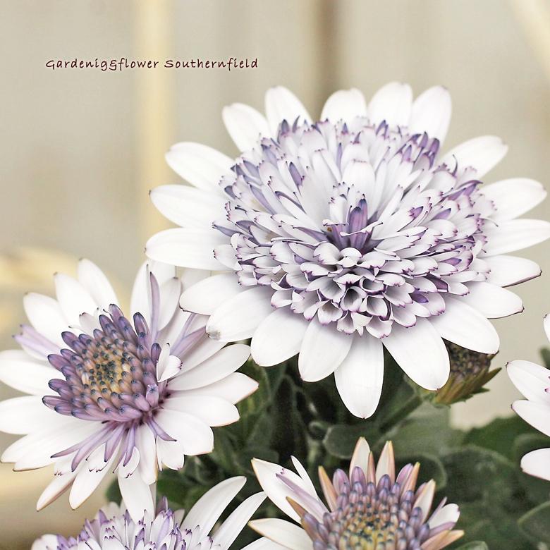 花苗 ダブル オステオスペルマム ダブルファン ホワイトブルー 八重咲き 3号ロングポット Na 323 サザンフィールド Gardeningshop 通販 Yahoo ショッピング