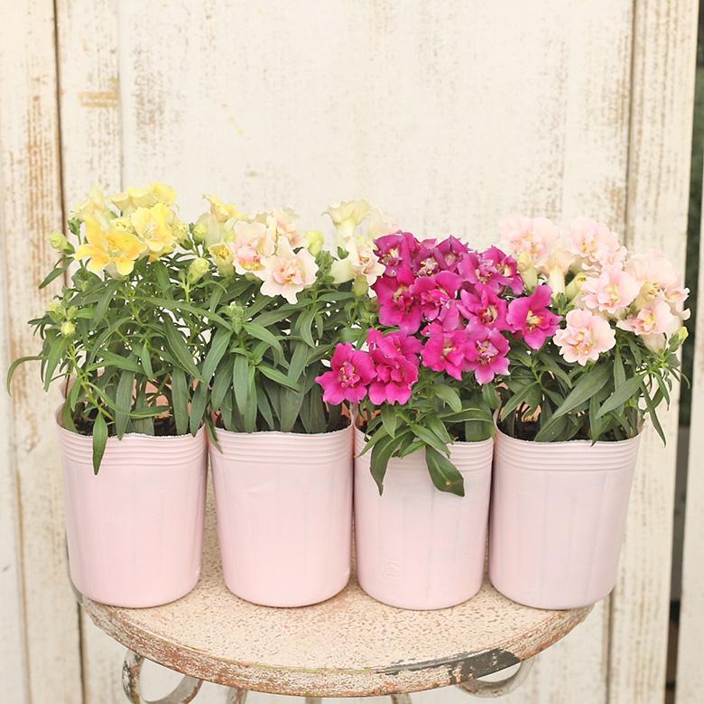 花苗 金魚草 トゥイニー ピンク ホワイト 3号ポット 多年草 八重咲 寄せ植え Na 336 サザンフィールド Gardeningshop 通販 Yahoo ショッピング