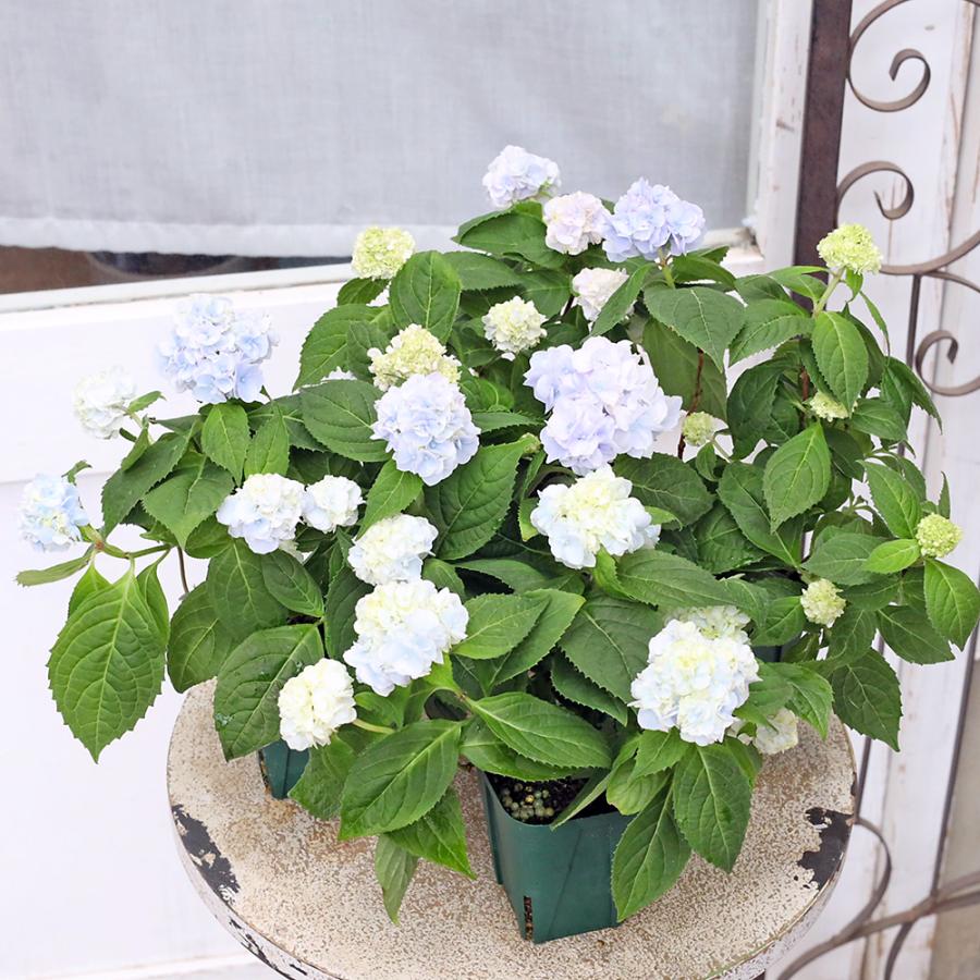 値下げSALE 花苗 山アジサイ 伊予獅子てまり ブルー 2.5号 紫陽花 庭