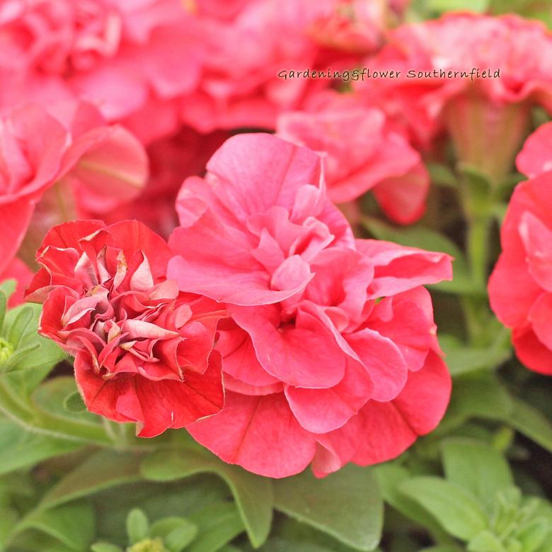 花苗 ペチュニア Viva ダブル ついに入荷 新色 シュガーボンボン 3 5号ポット 八重咲き