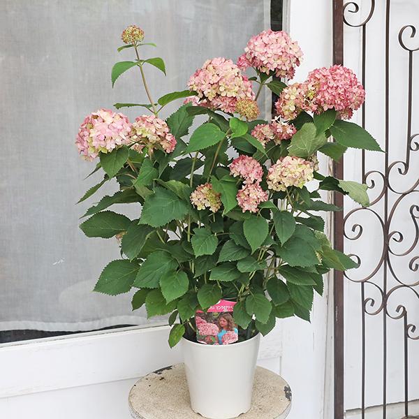 花鉢 アジサイ 紫陽花 ピンクアナベル ハイドランジア 5号ポット ギフト プレゼント 母の日 Na 367 サザンフィールド Gardeningshop 通販 Yahoo ショッピング